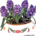 Photo House Flowers Hyacinth herbaceous plant (Hyacinthus), purple
