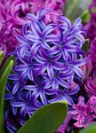 Photo House Flowers Hyacinth herbaceous plant (Hyacinthus), dark blue