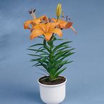 Nuotrauka Namas Gėlės Lilium žolinis augalas , oranžinis