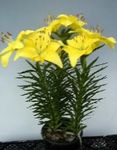 fénykép Ház Virágok Lilium lágyszárú növény , sárga