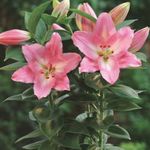 Bilde Huset Blomster Lilium urteaktig plante , rosa