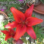 სურათი სახლი ყვავილები Lilium ბალახოვანი მცენარე , წითელი