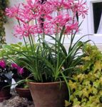Foto Hus Blomster Guernsey Lilje urteagtige plante (Nerine), pink
