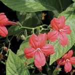 снимка Интериорни цветове Маймуна Растение, Червено Ruellia ампелни , червен