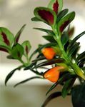 φωτογραφία Εσωτερικά λουλούδια Hypocyrta, Φυτό Χρυσόψαρο αιωρούμενα , πορτοκάλι