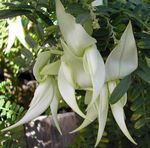Foto Māja Ziedi Omāru Spīles, Papagailis Knābis zālaugu augs (Clianthus), balts