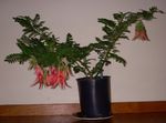 Foto Māja Ziedi Omāru Spīles, Papagailis Knābis zālaugu augs (Clianthus), sarkans