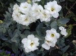fénykép Texas Harangvirág, Lisianthus, Tulipán Tárnics lágyszárú növény (Lisianthus (Eustoma)), fehér