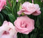 foto Casa de Flores Texas Bluebell, Lisianthus, Tulip Gentian planta herbácea (Lisianthus (Eustoma)), rosa