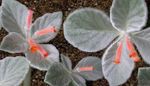 снимка Интериорни цветове Rechsteineria тревисто , червен