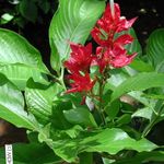 Foto Flores de salón Sanchezia, Dedos De Fuego herbáceas , rojo