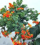 Foto Māja Ziedi Marmelāde Krūms, Apelsīnu Browallia, Firebush koks (Streptosolen), oranžs
