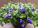 fotografie Floare Claviculă, Papuci Ladys, Aripa Albastru (Torenia), albastru inchis