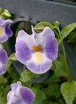 foto Casa de Flores Wishbone Flower, Ladys Slipper, Blue Wing pendurado planta (Torenia), lilás