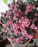 fénykép Ház Virágok Új-Zéland Teafa cserje (Leptospermum), rózsaszín