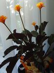 Фото Домашние Цветы Калатея травянистые (Calathea), оранжевый