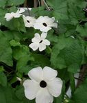 φωτογραφία Εσωτερικά λουλούδια Μαύρο Μάτι Susan αναρριχώμενα (Thunbergia alata), λευκό
