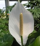Foto Topfblumen Friedenslilie grasig (Spathiphyllum), weiß