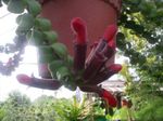 Photo des fleurs en pot Agapetes les plantes ampels , rouge