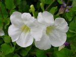 fotografie Kvetinové Kvety Asystasia kríki , biely