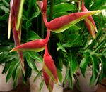 Foto Unutarnja Cvjetovi Jastoga Pandža,  zeljasta biljka (Heliconia), crvena