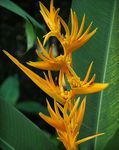 снимка Интериорни цветове Омар Нокът,  тревисто (Heliconia), жълт