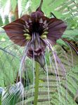 Foto Bat Galvu Lilija, Bat Ziedu, Velns Ziedu zālaugu augs (Tacca), brūns