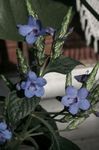 სურათი სახლი ყვავილები ლურჯი ბრძენი, ლურჯი Eranthemum ბუში , ღია ლურჯი