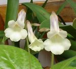 Photo House Flowers Chirita herbaceous plant , white