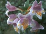 Foto Māja Ziedi Abelia krūms , sārts
