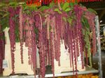 Photo House Flowers Amaranthus, Love-Lies-Bleeding, Kiwicha herbaceous plant (Amaranthus caudatus), claret