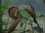 Photo des fleurs en pot Dragon Arum, Usine De Cobra, Américain Sillage Robin, Prise Dans La Chaire herbeux (Arisaema), brun