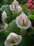 Photo des fleurs en pot Dragon Arum, Usine De Cobra, Américain Sillage Robin, Prise Dans La Chaire herbeux (Arisaema), rose