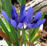 Фото Домашні Квіти Бабіана трав'яниста (Babiana), блакитний