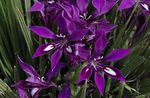 Fil Babian Blomma, Babian Rot örtväxter (Babiana), violett