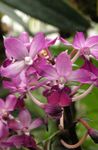 Photo House Flowers Calanthe herbaceous plant , pink