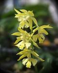 Photo House Flowers Calanthe herbaceous plant , yellow