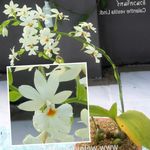снимка Интериорни цветове Calanthe тревисто , бял