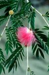 Foto Hus Blomster Røde Pudderkvast busk (Calliandra), pink