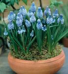 φωτογραφία Εσωτερικά λουλούδια Υάκινθος Σταφυλιών ποώδη (Muscari), γαλάζιο