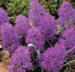 Photo House Flowers Grape Hyacinth herbaceous plant (Muscari), purple