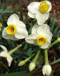 снимка Интериорни цветове Нарциси, Дафи Надолу Колебая тревисто (Narcissus), бял