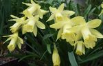 Foto Maja lilled Nartsissid, Hull Maha Asjatut rohttaim (Narcissus), kollane