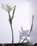 სურათი სახლი ყვავილები ზღვის ნარცისი, ზღვის შროშანი, ქვიშის ლილი ბალახოვანი მცენარე (Pancratium), თეთრი