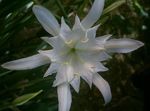 Photo des fleurs en pot Mer Jonquille, Lys De Mer, Le Sable Lys herbeux (Pancratium), blanc