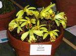 Bilde Huset Blomster Indian Krokus urteaktig plante (Pleione), gul