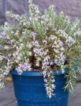 foto I fiori domestici Rosmarino gli arbusti (Rosmarinus), azzurro