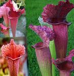 Bilde Huset Blomster Pitcher Anlegg urteaktig plante (Sarracenia), claret