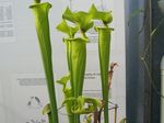 Bilde Huset Blomster Pitcher Anlegg urteaktig plante (Sarracenia), grønn