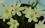 fotografie Flori de Casa Produsului Sparaxis planta erbacee , alb